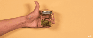 HHRC-A glass bank with fresh marijuana buds in the hands of a man